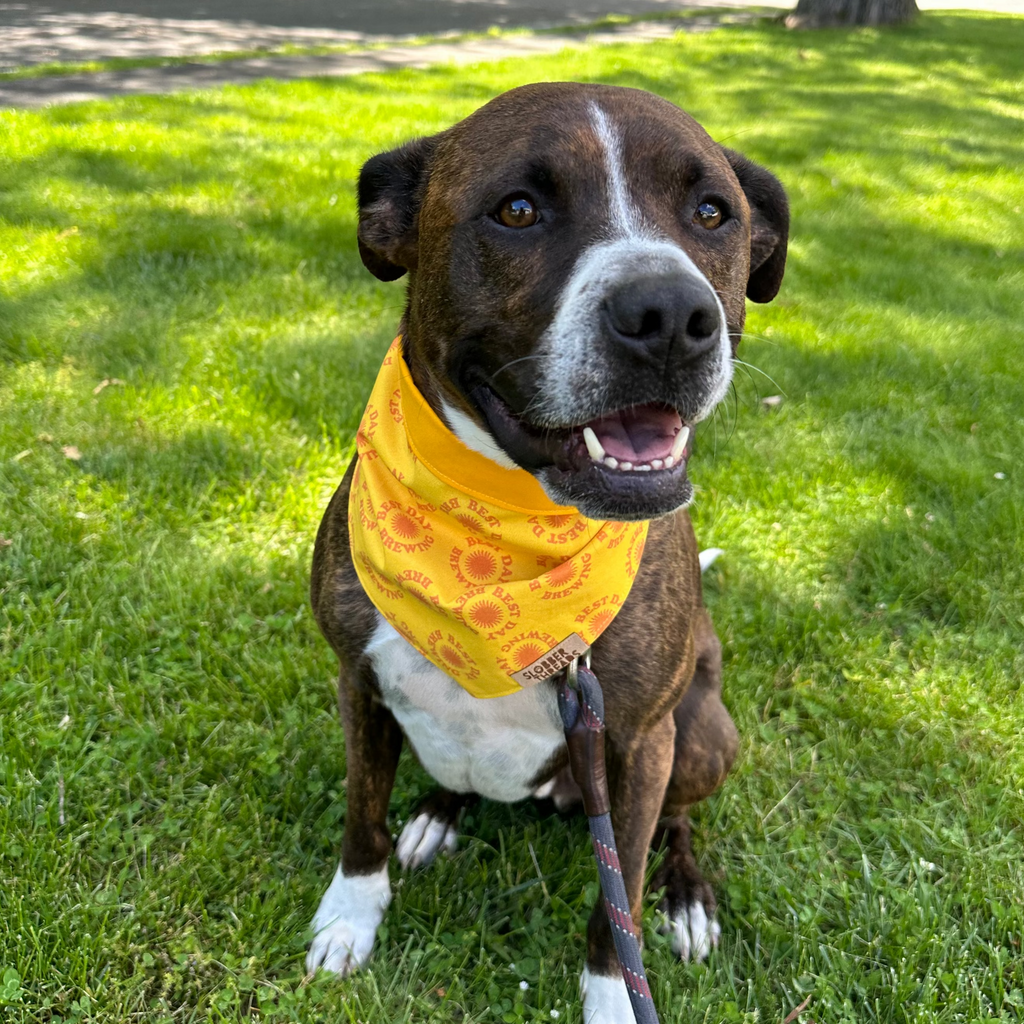 dog wearing yellow bandana with Best Day Brewing logo