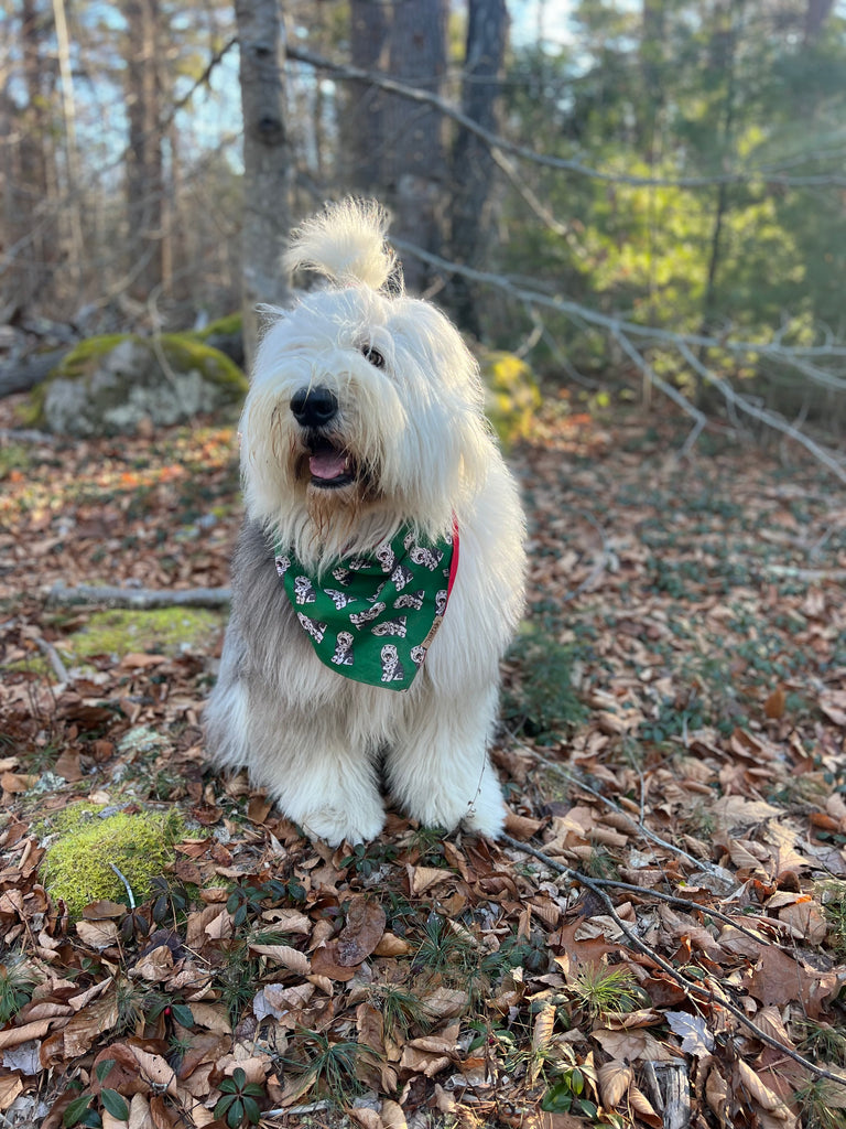 White dog with a green bandana standing on a forest floor with fallen leaves and trees in the background.