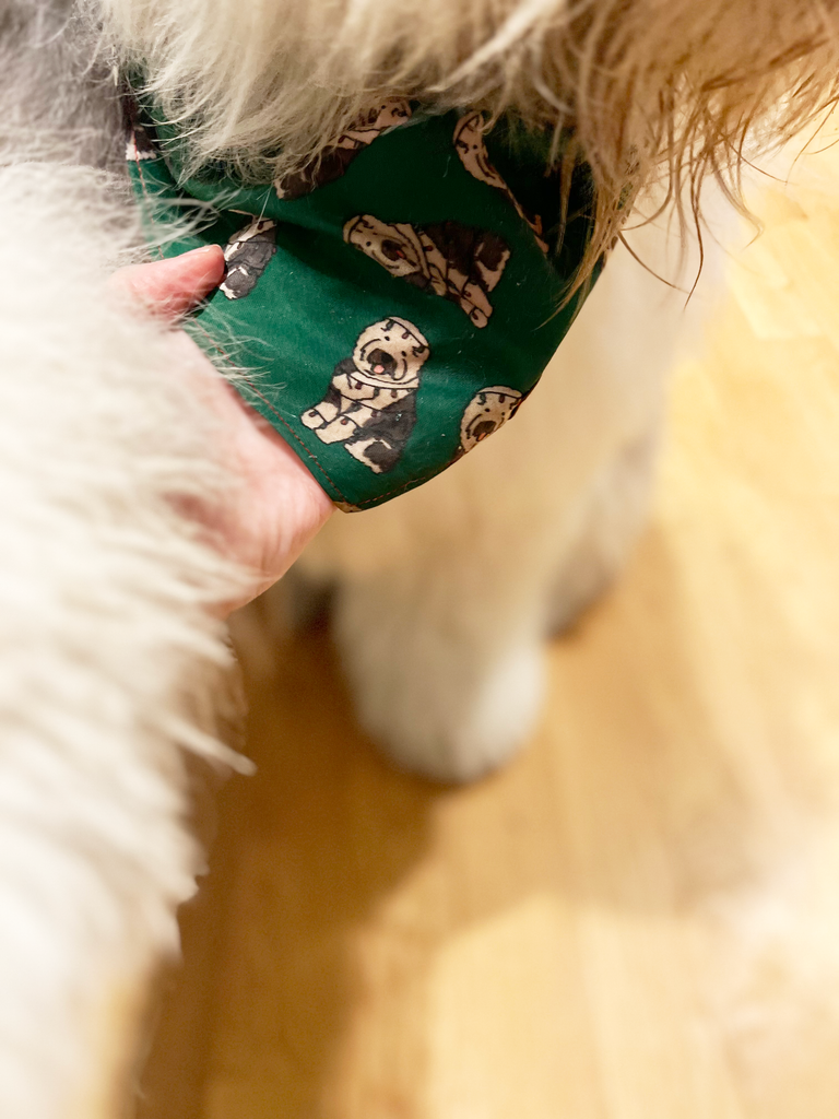 Close-up of a dog wearing a green dog print bandana.