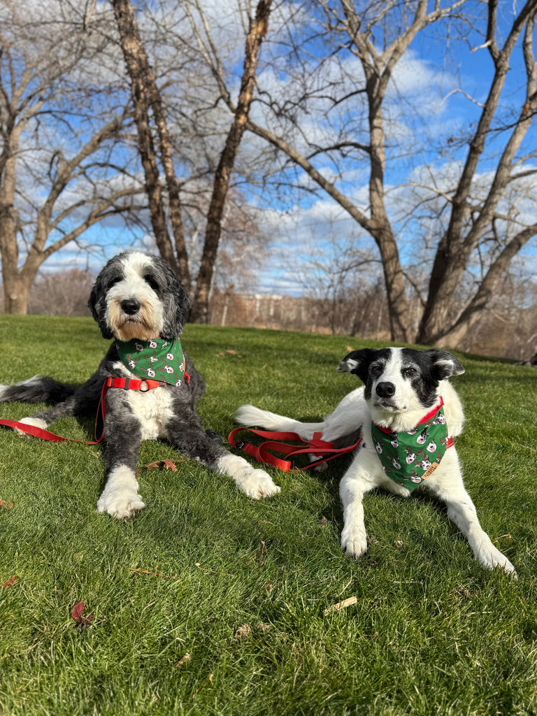Two dogs wearing festive bandanas sitting on a grassy field with trees in the background.