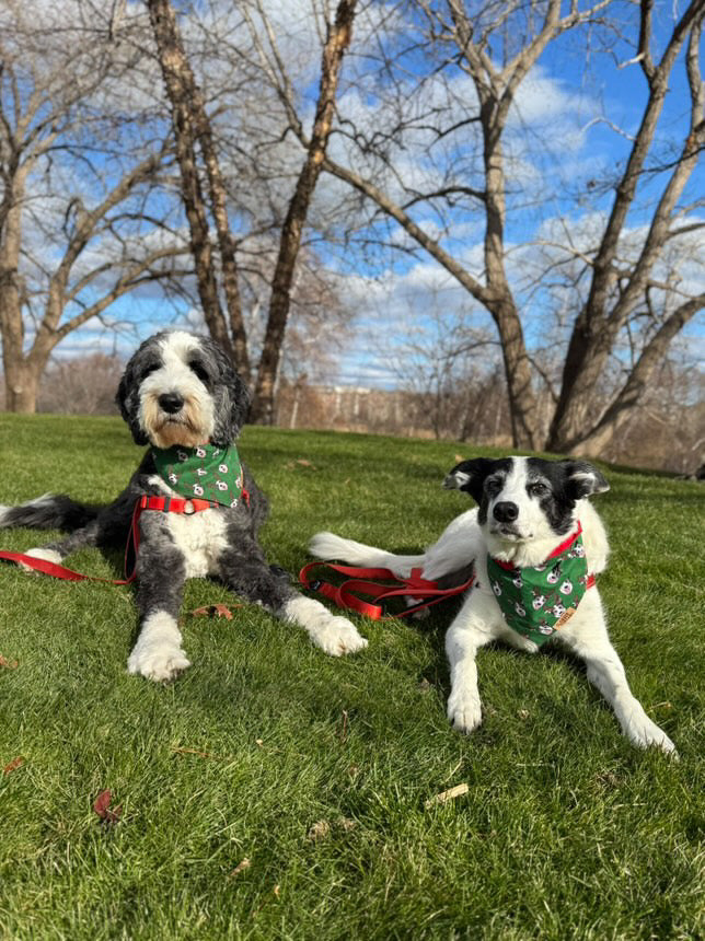 Two dogs laying in grass wearing green holiday bandanas