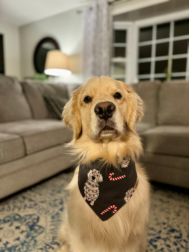 Dog wearing a bandana in a living room setting