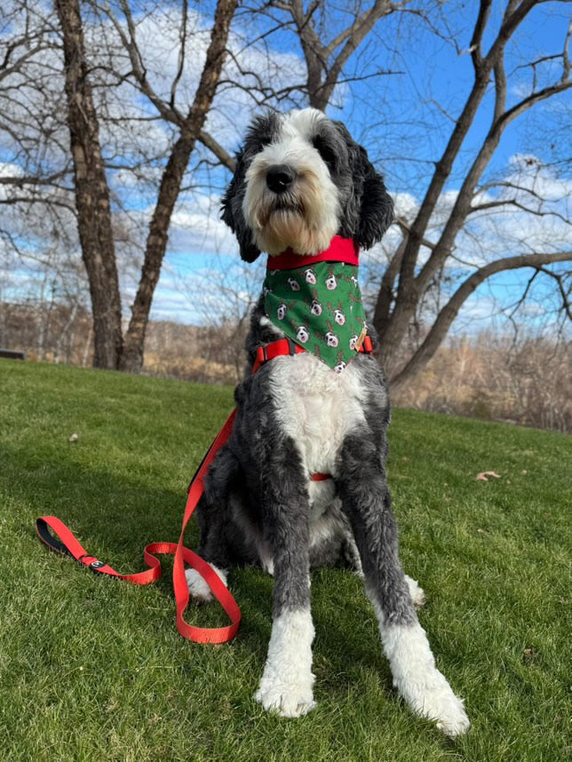 Dog wearing a green bandana with a red collar and leash on grass with trees in the background